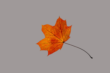 Ein buntes Ahornblatt vor einfarbigen, grauem Hintergrund