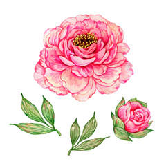 Watercolor painted on paper illustration peony with leaves and bud 
