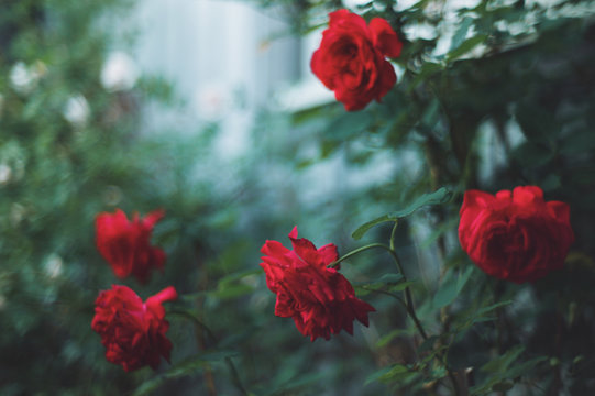 Selective focus of red roses