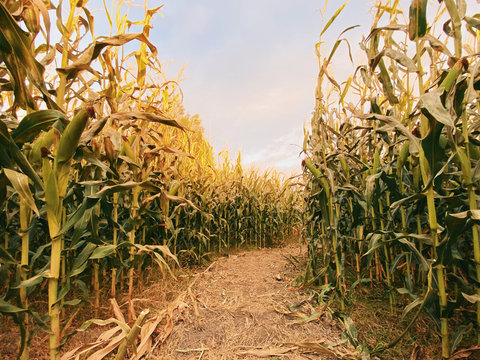 Pathway in maize field