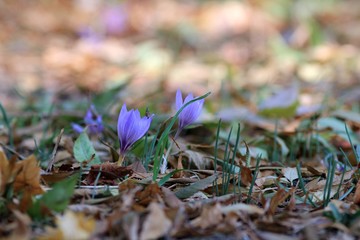 Blooming crocuses (Crocus pallasii) in the Sea garden of Varna (Bulgaria)