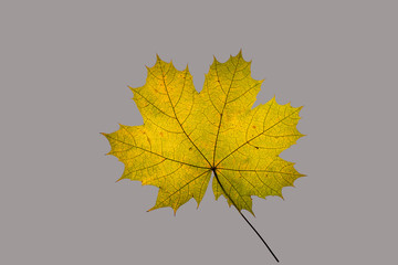 Ein buntes Ahornblatt vor einfarbigen, grauem Hintergrund