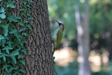Green woodpecker (Picus viridis) in the Park