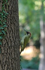Green woodpecker (Picus viridis) in the Park