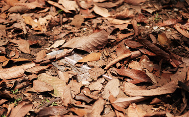 Dry leaves on the ground