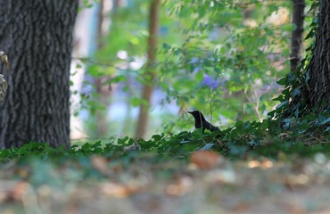 Blackbird in a clearing in autumn Park
