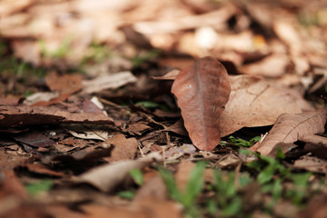 Dry leaves on the ground