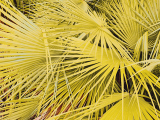 Close up view of palm leaves