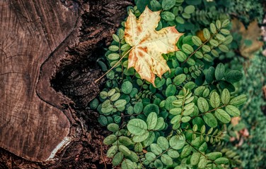 Picturesque autumn forest. Old dry rotten stump of acacia tree and fresh sprouts of a new young tree. The revival of life and nature