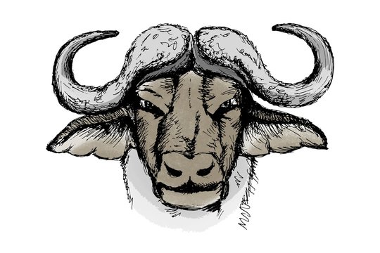 Buffalo sketch, portrait in color white isolated