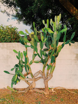 View of prickly pear cactus