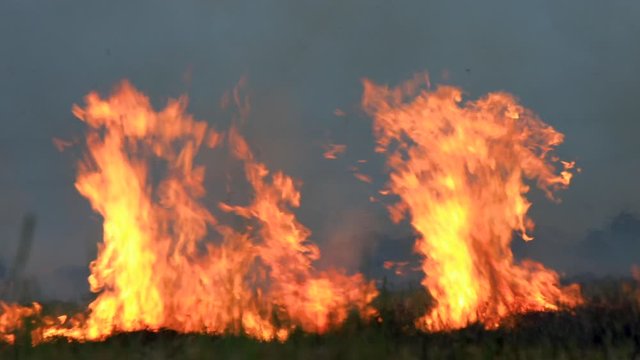 fire burning stubble in the field