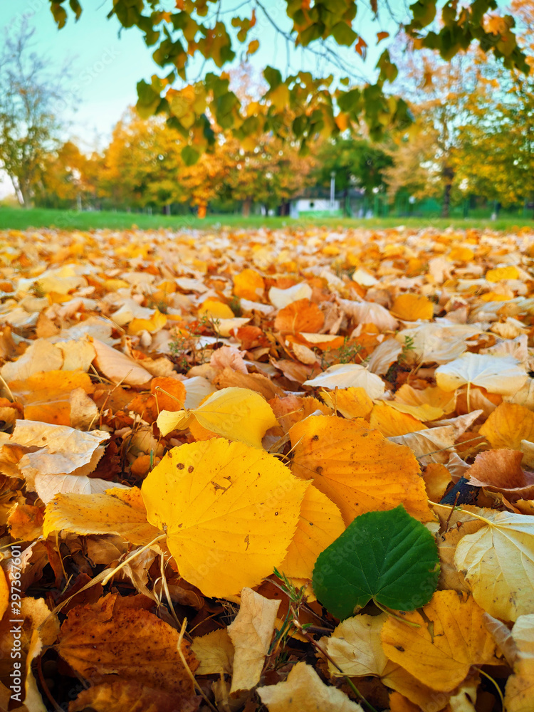 Wall mural autumn leaves in beautiful fall park