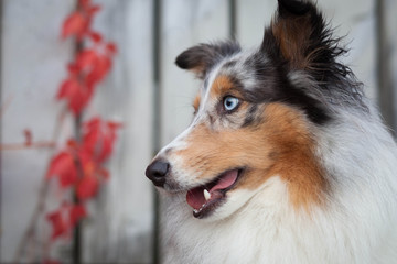 Sheltie WEinblätter