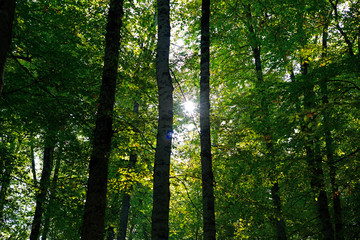 Sun rays between trees in forest
