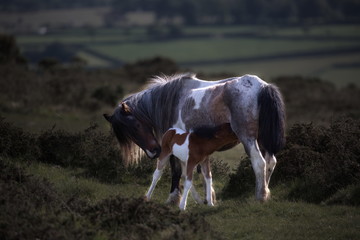 Dartmoor Pony with her Foal