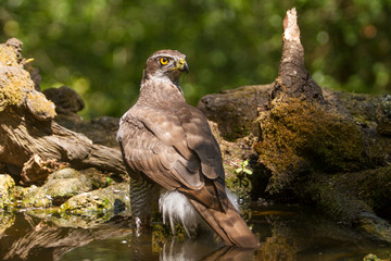A goshawk on a raft the forest.