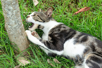 cat on the grass roaring