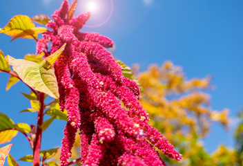 Amaranth is a flower that cures cancer.