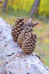 Pine cones on tree, Autumn yellow forest background. Selective focus