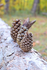 Pine cones on tree, Autumn yellow forest background. Selective focus