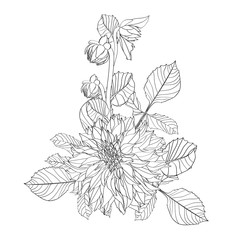 Flowers bouquet in black line isolated on white background. Floral elements in contour style with Dahlia flower  for summer design and coloring book.