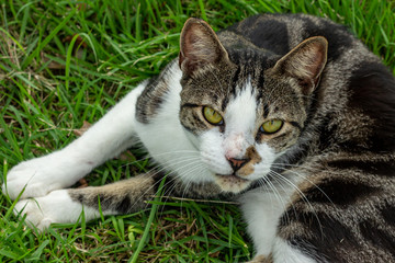 cat staring on the grass