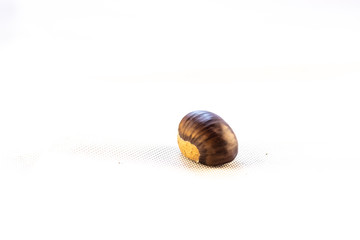 chestnut on a white background