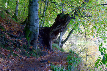 footpath in forest with autumn leaves