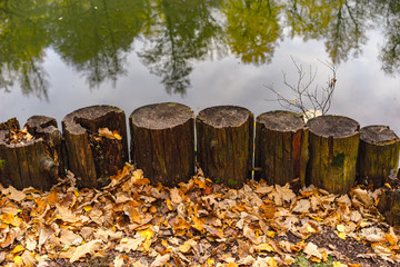 autumn leaves in the forest