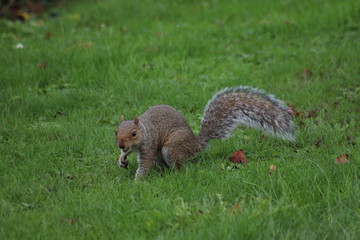 Squirrel in Grass