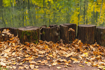 autumn leaves in the forest