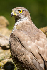 Portrait of a goshawk with back in the forest.