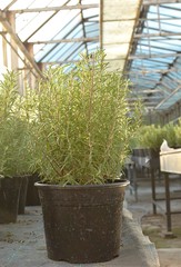 Rosemary plant in pot in greenhouse