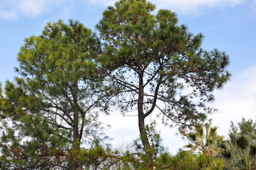 tree and sky