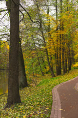 Naklejka premium road in the forest