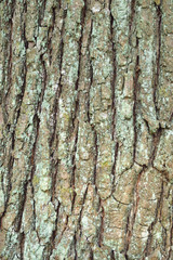 Natural wood texture, Tree bark background