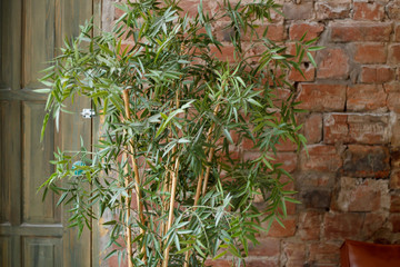 green plant on the background of the interior of the room with a brick wall