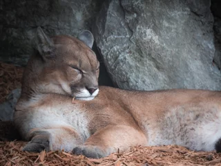 Foto op Canvas Portrait of a Sleepy Cougar © done4today