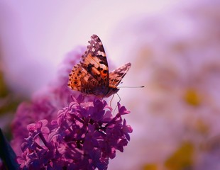 Beautiful pictures of butterflies in nature. Beautiful natural background. Macrophotography.