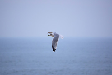 Bird flying on the sea. Seagull in the cloudy sky on the beach 