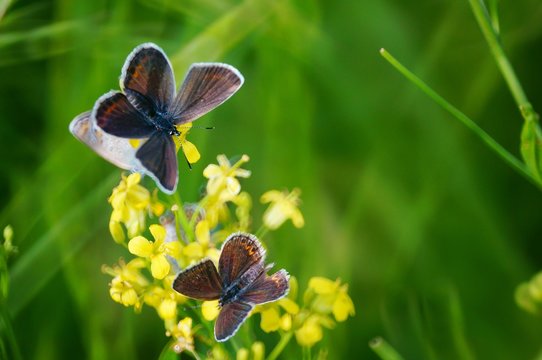 Beautiful pictures of butterflies in nature. Beautiful natural background. Macrophotography.