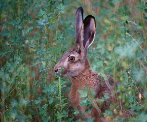 Beautiful pictures of animals in nature. Photo of a hare in nature. Beautiful natural background.
