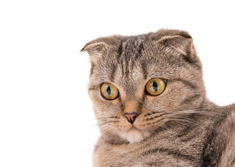 Cat close-up on a white background. Close-up portrait of a gray fold cat.