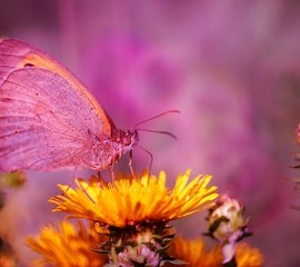 Beautiful pictures of butterflies in nature. Beautiful natural background. Macrophotography.