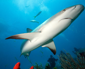 Caribbean reef shark  and group of divers.