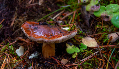 rusula