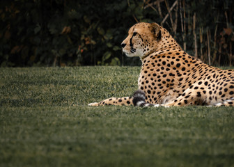 Portrait of a Resting Cheetah