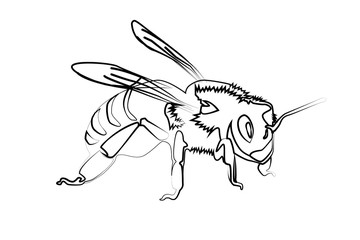 bee contour vector illustration isolated