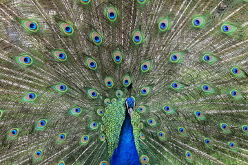 Obraz premium Beautiful scene of blue peacock